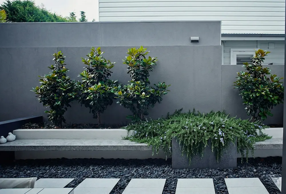 magnolias en jardinera corrida adosada a muro de sepación color gris