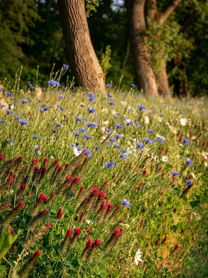 masas de vivaces campestres, integrando la obra humana en el entorno original.