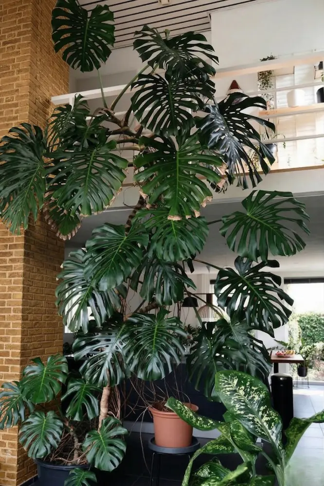 monstera alta un ejemplar que llena el ambiente