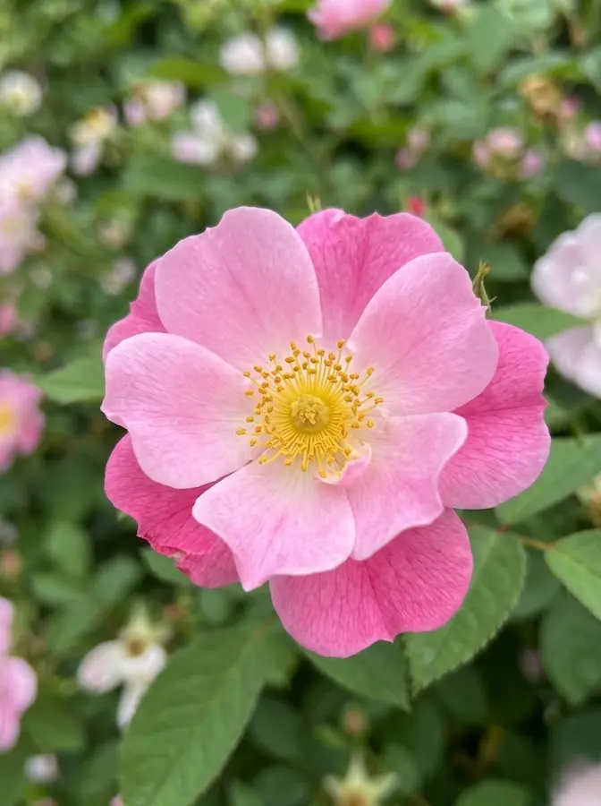 Sus flores son sencillas, pero de un encanto bucólico que recuerda a los jardines de las casas de campo.