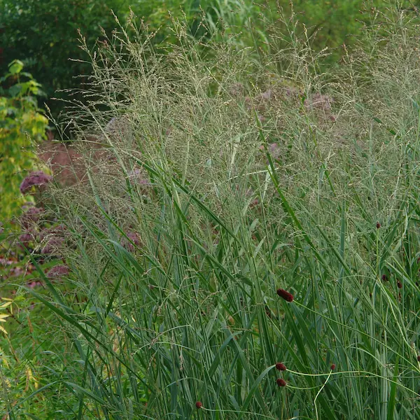 Panicum virgatum ‘Heavy Metal’