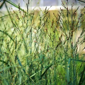 Panicum virgatum ‘Heavy Metal’
