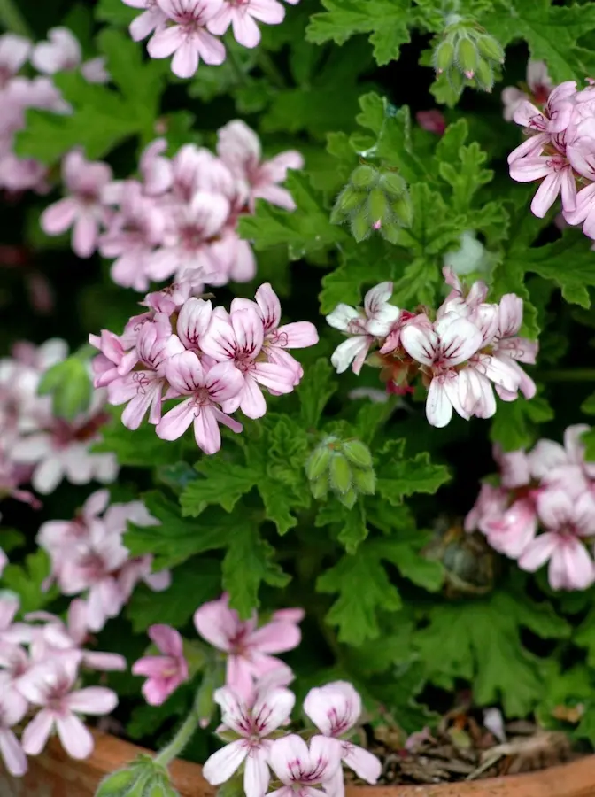 pelargonio graveolens una flor mini muy vistosa con colores pastel
