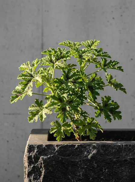 palergonium quercifolium, hoja de roble