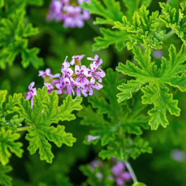 pelargonio citrosum antimosquitos ideal