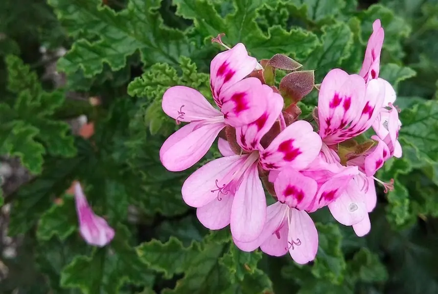 pelargonium quercifolium con flor