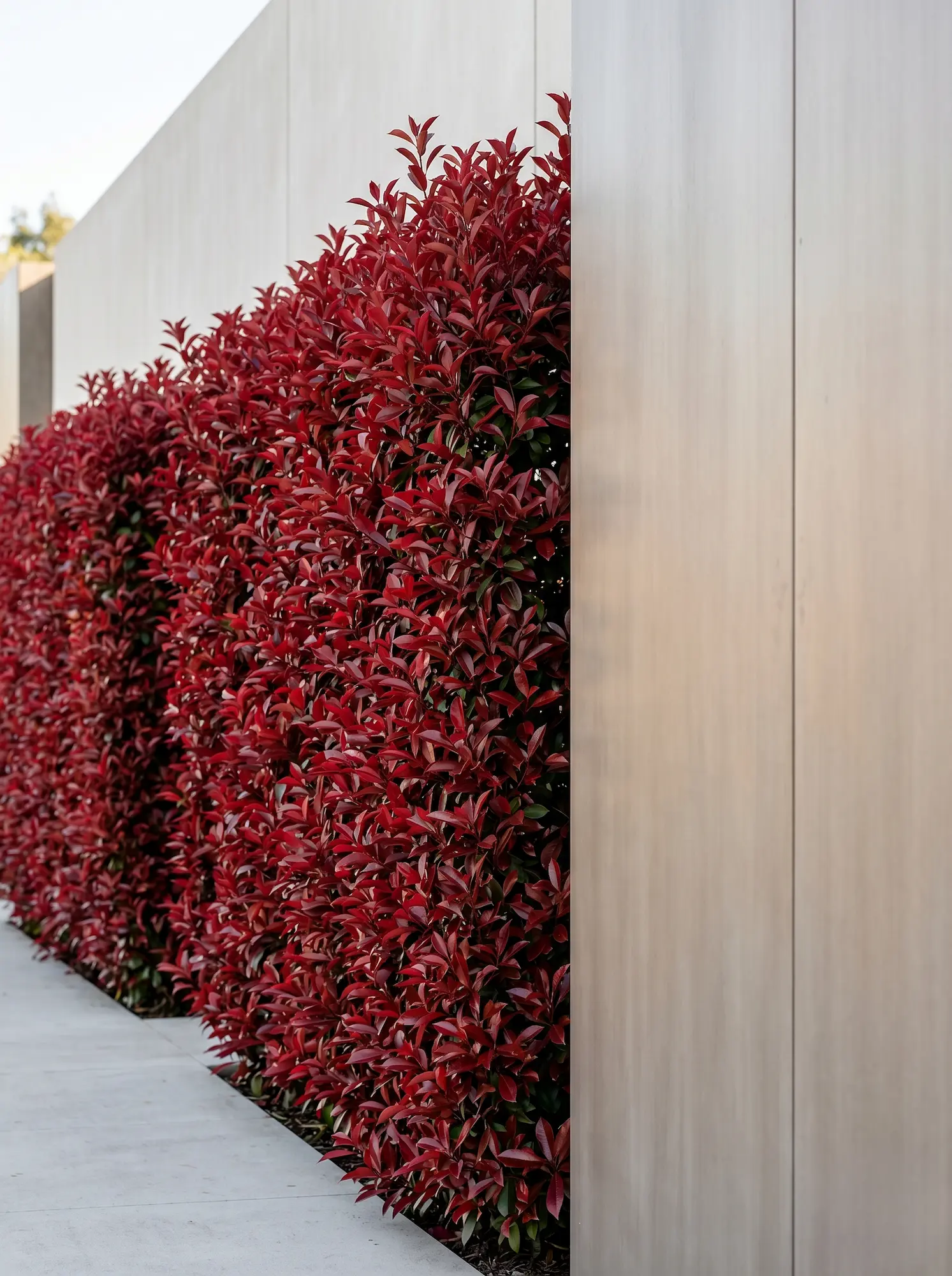 Variedad de Fotinia (Photinia x fraseri 'Carré Rouge') de estructura densa y vertical, actuando como nexo vegetal de absoluta calidad junto a un muro de líneas arquitectónicas modernas.