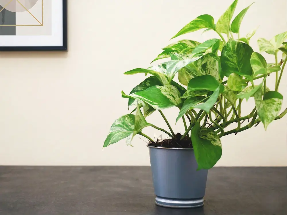 potho una planta resistente que reporta múltiples beneficios