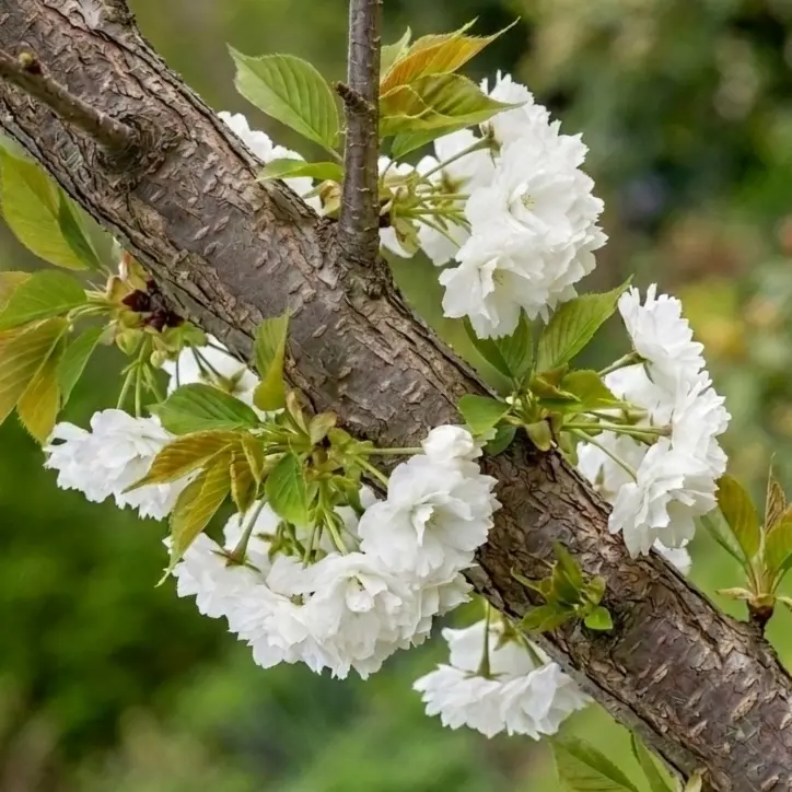 prunus serrulata amanogawa floración espectacular en blanco