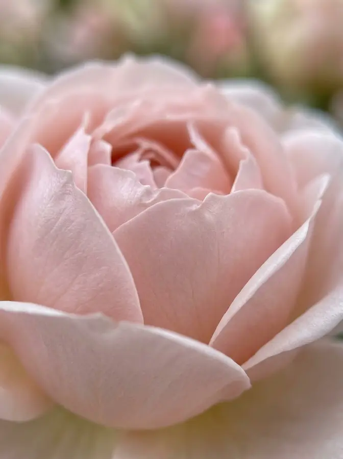 La textura de sus pétalos, casi transparentes bajo la luz tamizada, exige un entorno de calma donde se aprecie la sutil transición de sus tonos rosados.