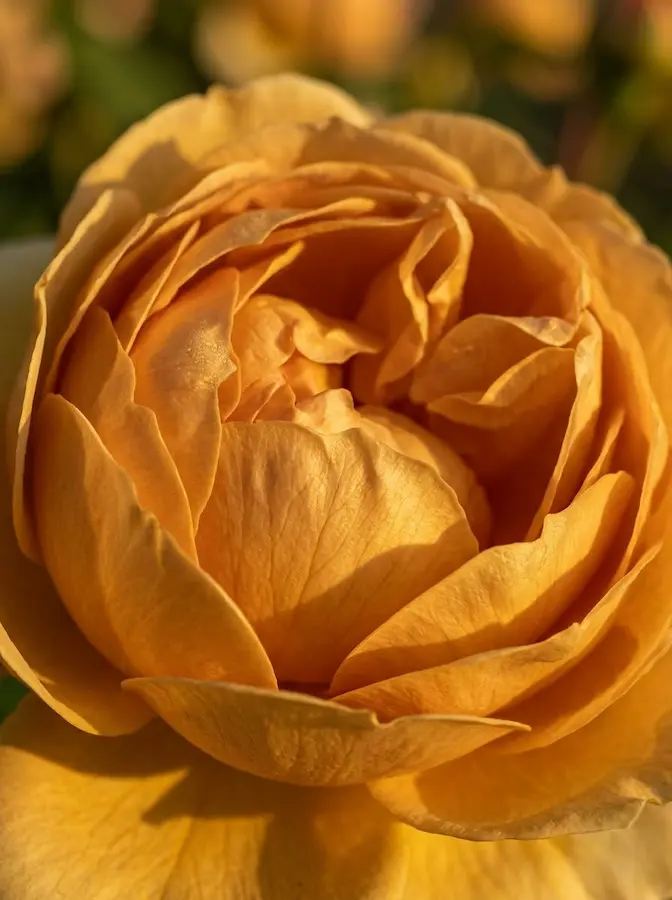 Es un rosal para ser contemplado de cerca, ideal para situar junto a zonas de estancia o bancos, donde el peso de su belleza y su aroma sea el protagonista absoluto.