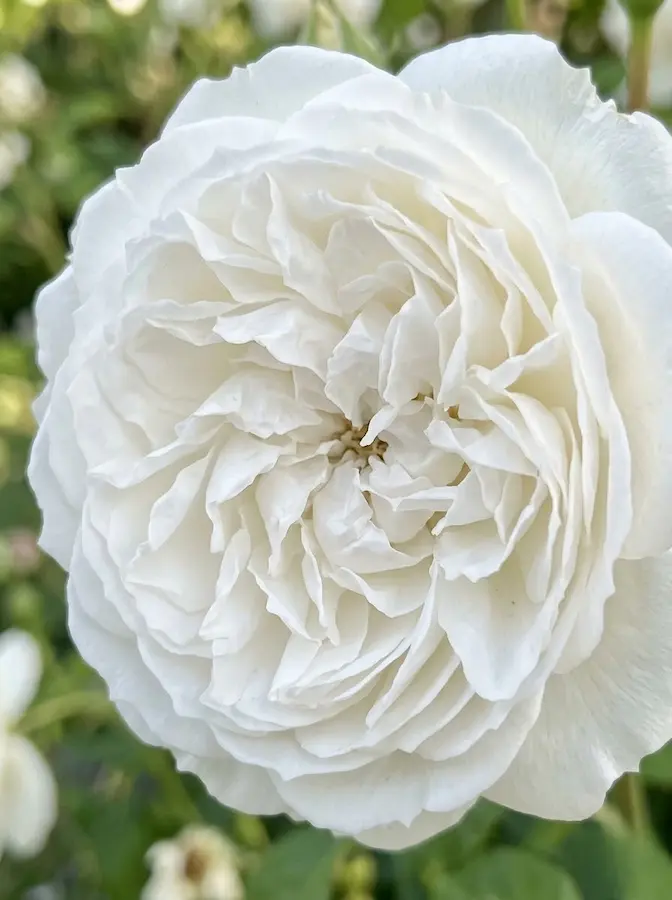 En el diseño de paisajes, el blanco de esta rosa actúa como un pacificador visual.