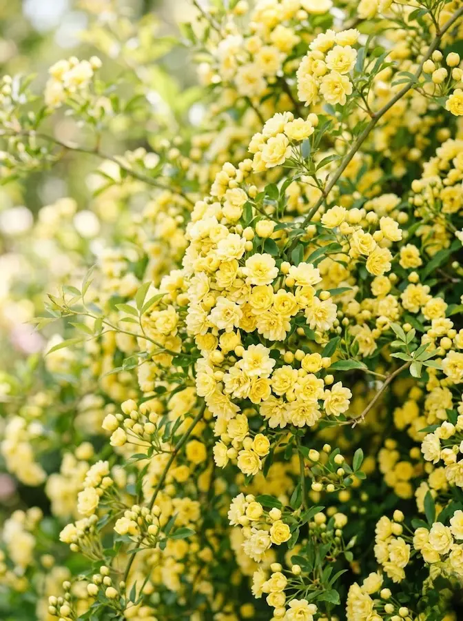 Aunque solo florece una vez, su floración masiva de miles de pequeñas flores amarillas sin espinas es un espectáculo indispensable.