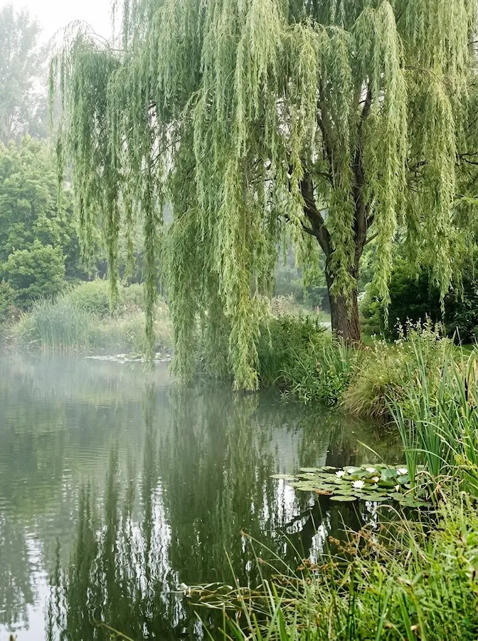 El Sauce Llorón es movimiento puro; sus ramas largas y flexibles responden a la brisa más leve, aportando dinamismo al jardín.