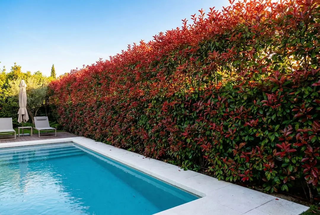 seto de photinia en pozuelo