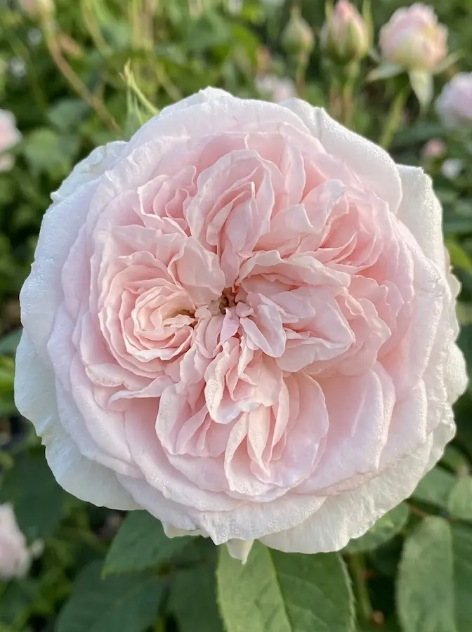 Su flujo estético es de una elegancia imperial y serena.