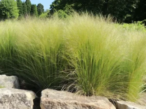 stipa en grupo rocalla
