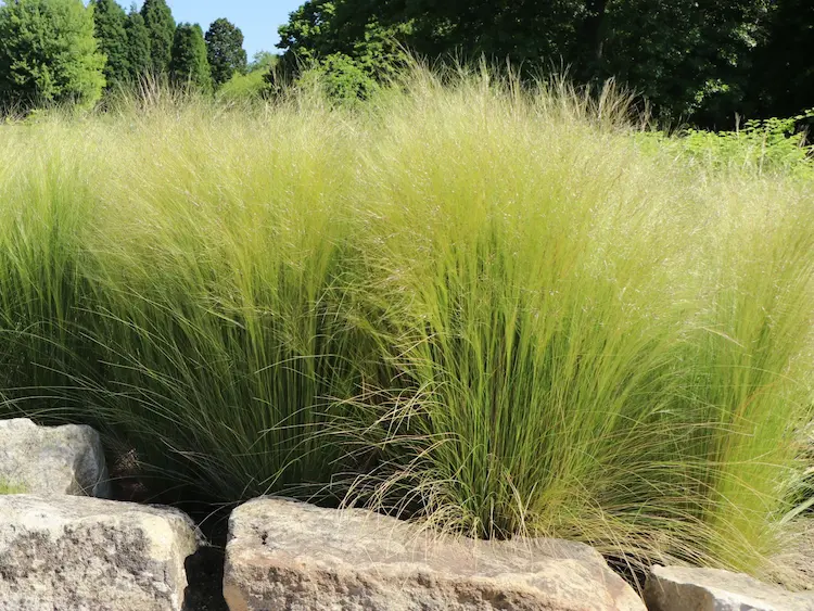 stipa en grupo rocalla