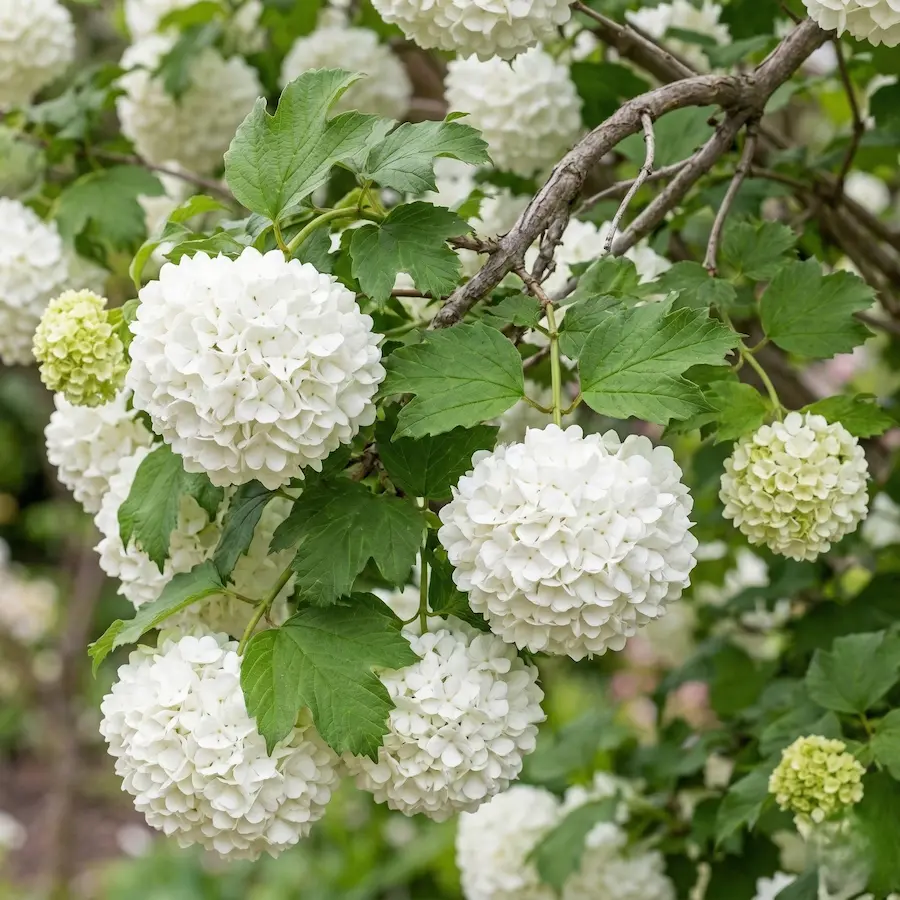 viburnum bola de nieve un pom pom blanco perfecto