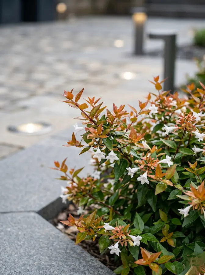 Sus hojas emergen en tonos bronce y caramelo en primavera, evolucionando a un verde brillante con toques amarillos en verano