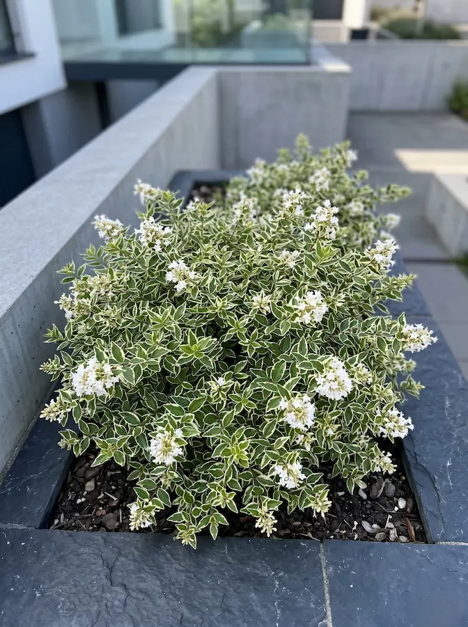 Sus hojas son verdes, pero están ribeteadas en un blanco crema matemático y preciso. Su porte es bajo y contenido