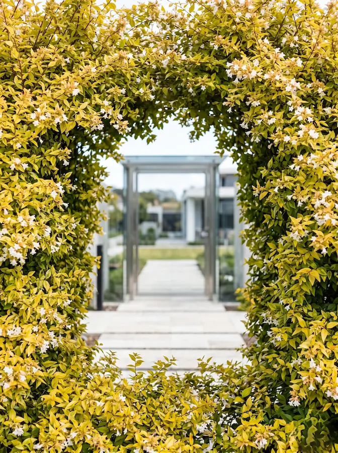 Es muy valorada por su follaje dorado persistente que mantiene su brillo incluso bajo insolación extrema