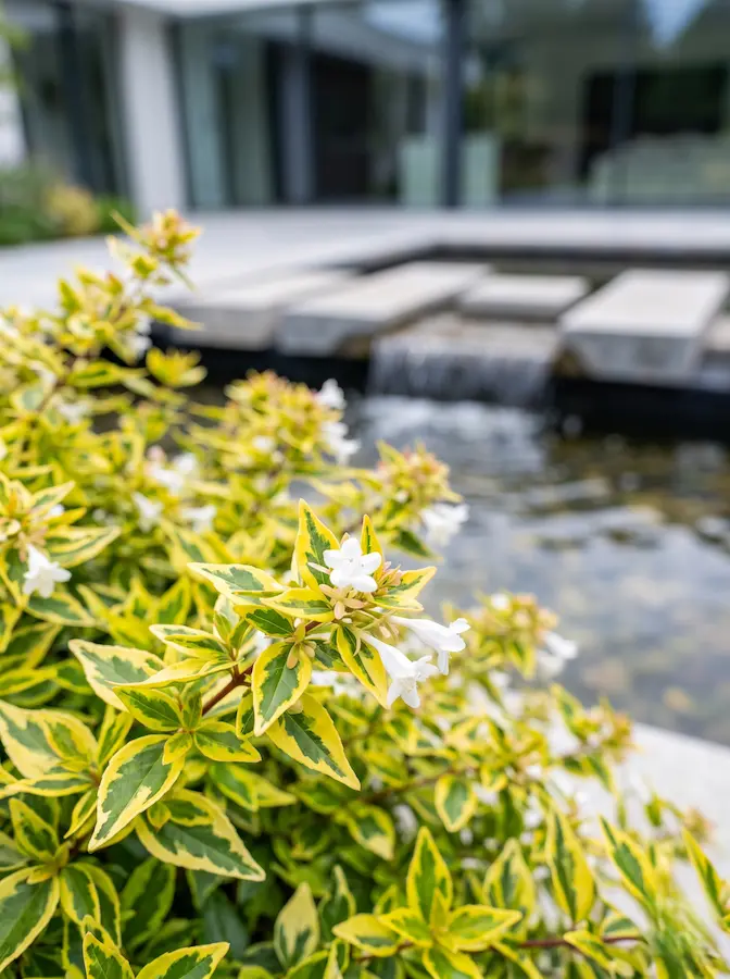 Luminosidad y matices limón. Presenta una variegación en amarillo que aporta una sensación de frescor inmediato.