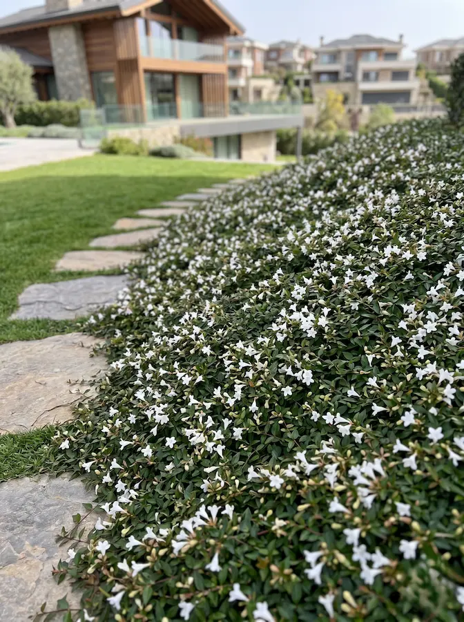 Crecimiento rastrero. Variedad de porte muy bajo que se extiende lateralmente, ideal para cubrir el suelo en pendientes o rocallas de jardines modernos