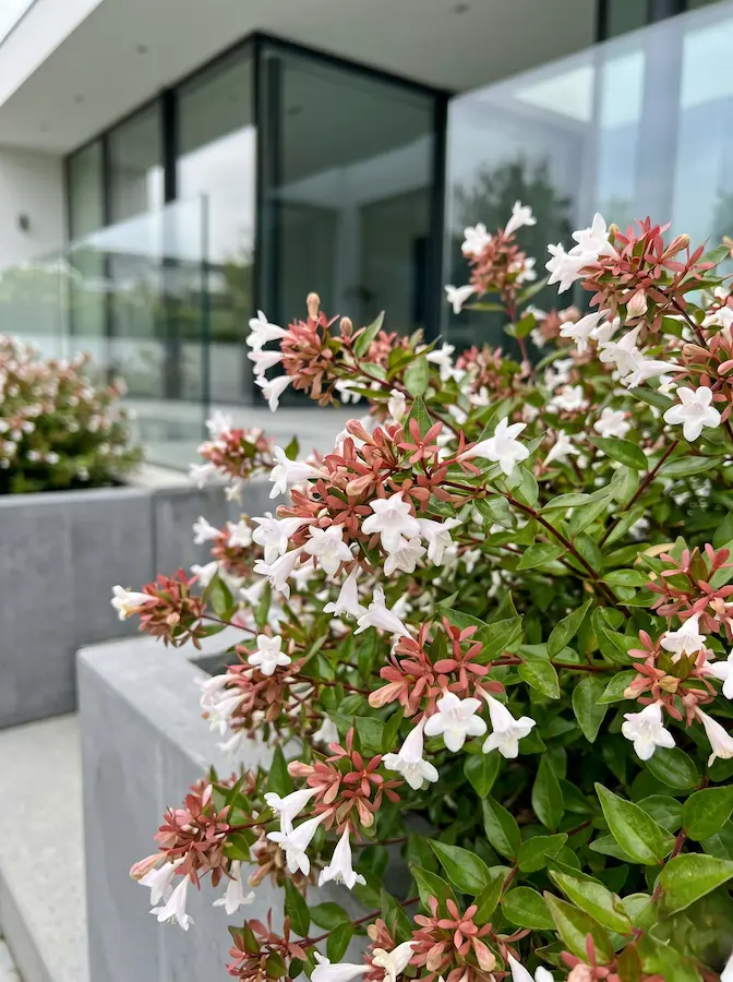 Variedad compacta con cálices rojizos que persisten tras la caída de la flor blanca, prolongando el interés cromático