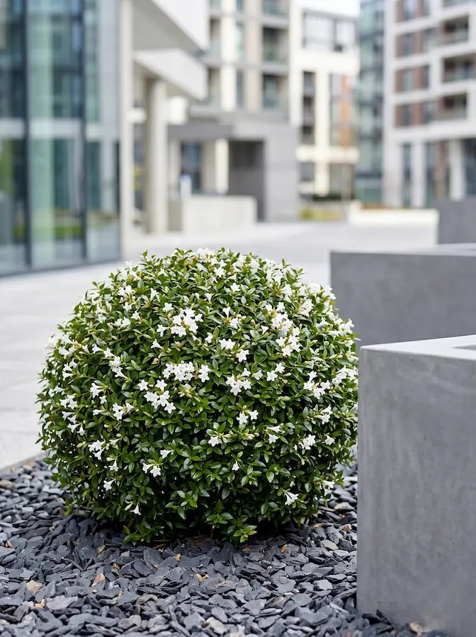 Destaca por sus hojas pequeñas y crecimiento contenido, ideal para topiaria moderna.