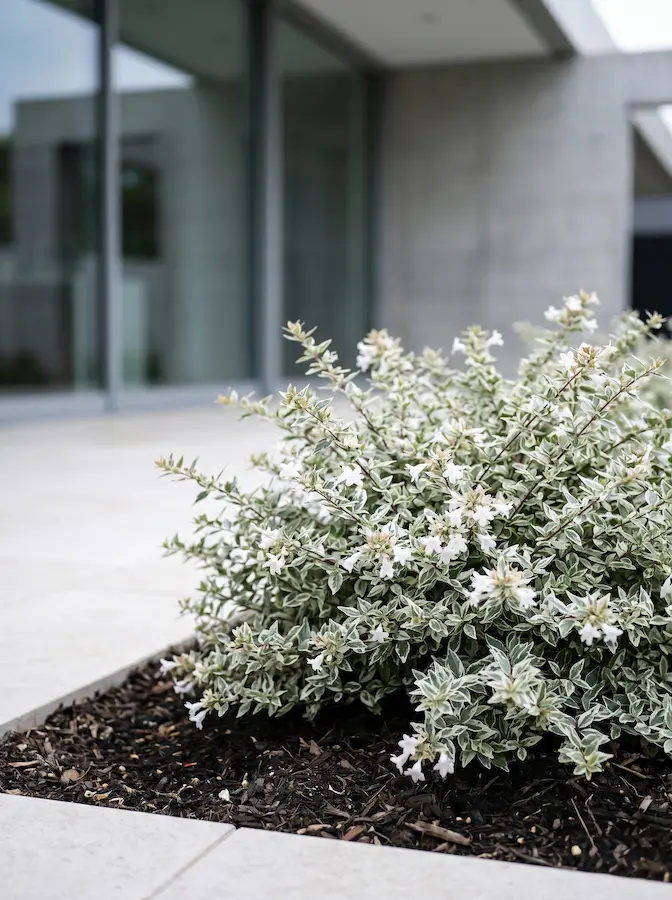 Variedad esencial por su follaje compacto en tonos grises, plateados y blancos. Ideal para proyectos que buscan una nota cromática fría