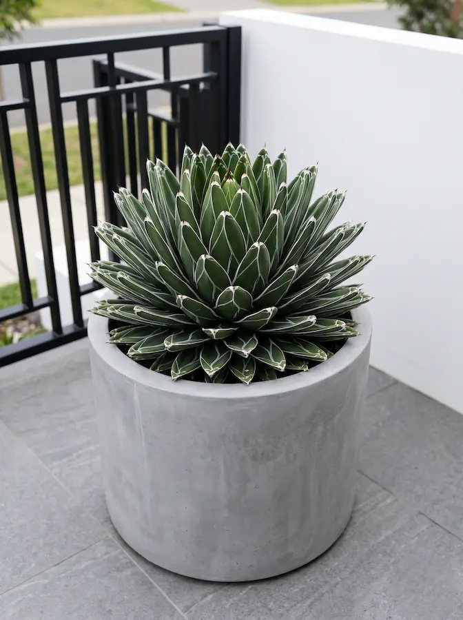 agave de la reina Victoria o Agave victoriae-reginae dibuja polígonos perfectos que atrapan la luz, generando un juego de claroscuros