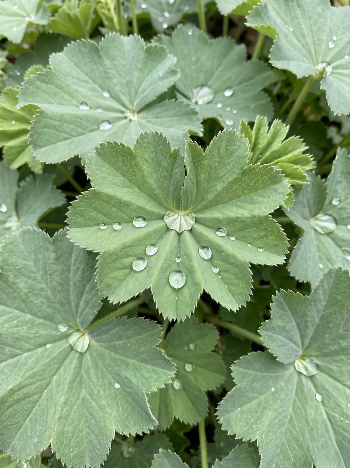 Primer plano fotográfico de las hojas plegadas y finamente dentadas del Pie de león, reteniendo gotas cristalinas sobre su superficie aterciopelada.
