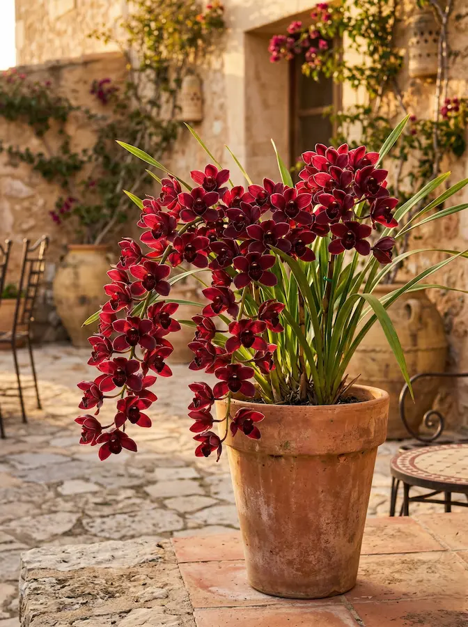 Orquídea Cymbidium rojo burdeos en maceta de terracota al atardecer.