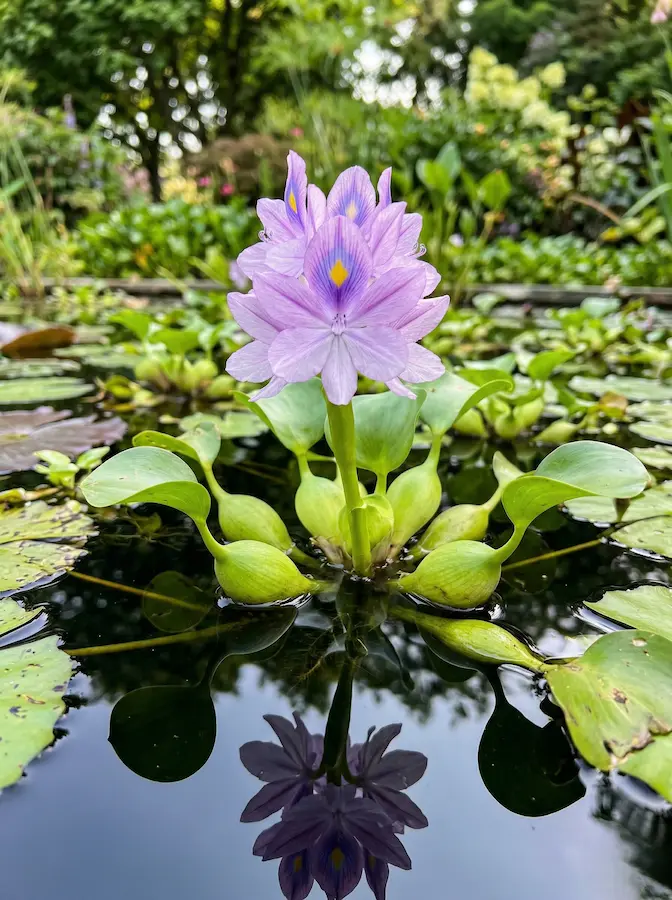 Flor de jacinto de agua en tonos malva emergiendo sobre tallos verdes flotantes.