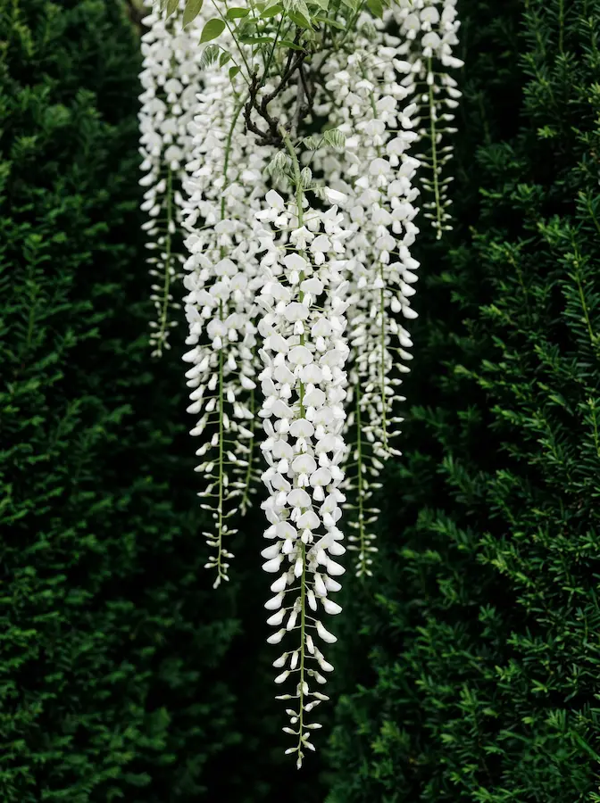 Longissima Alba se convierte en el centro de un diálogo puramente botánico