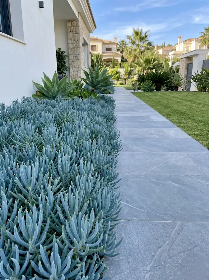 Senecio mandraliscae despliega un manto táctil que enfría visualmente el impacto del sol del mediodía