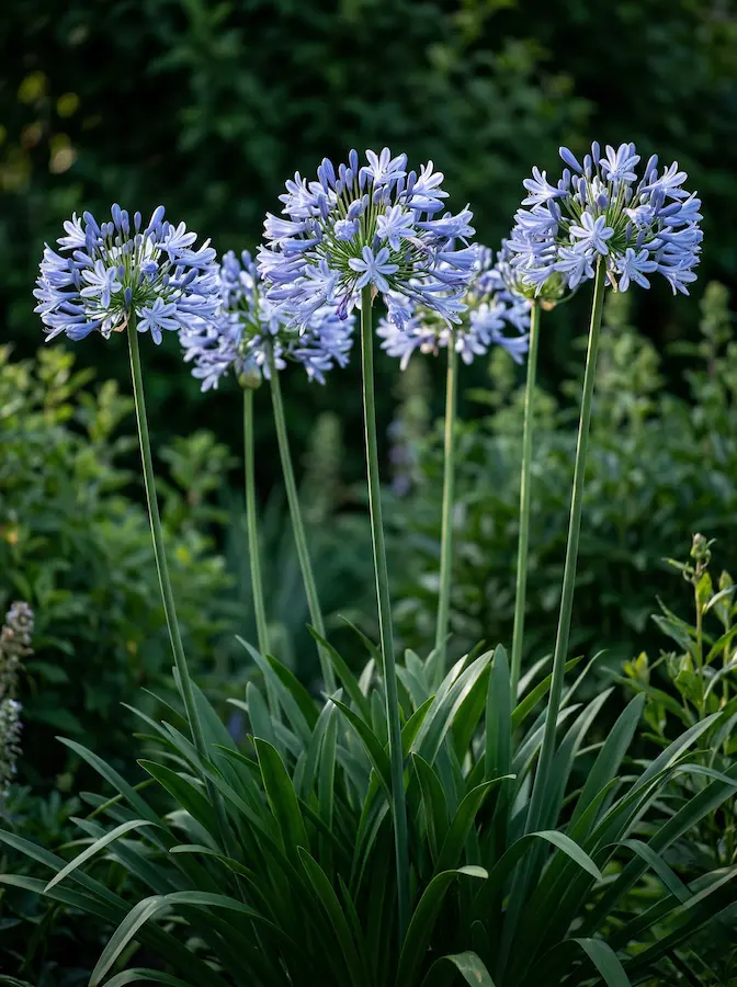 Esferas de Agapanthus azul cielo sobre tallos altos en un jardín de diseño profesional.