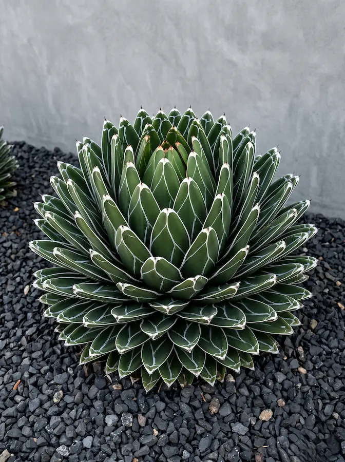 Agave Reina Victoria un coral perfecto
