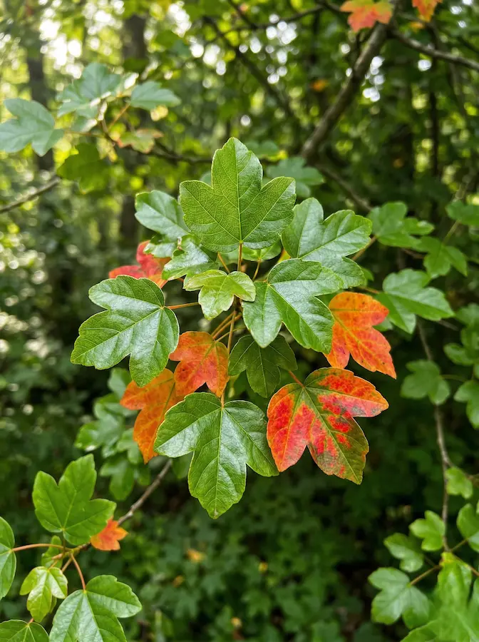 Arce de Montpellier detalle hojas