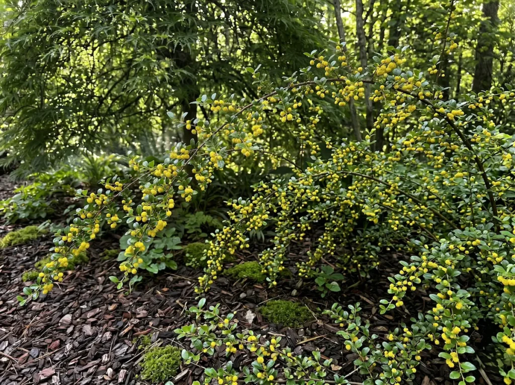 azara carcolén integrada en zona de umbría