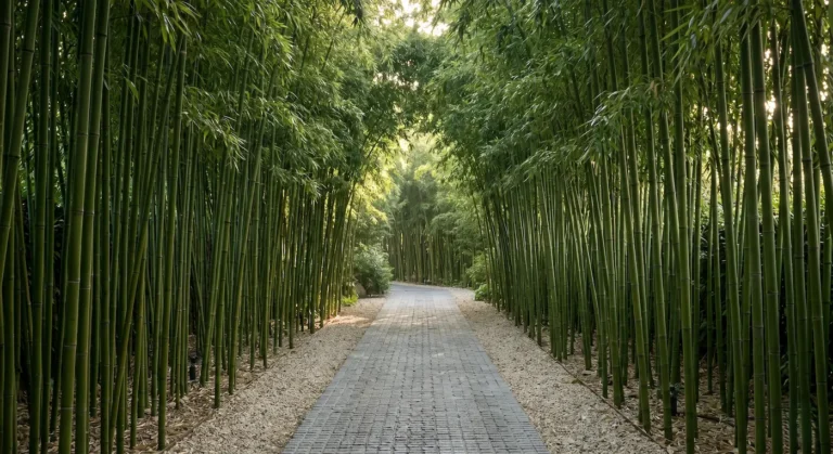 seto de bambú alineado con cañas limpias a media altura.