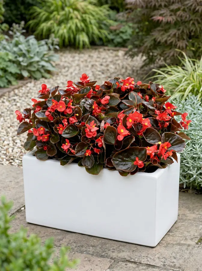 Las begonias aportan un brillo único en la sombra