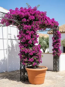 Buganvilla sobre pérgola de forja y fachada blanca