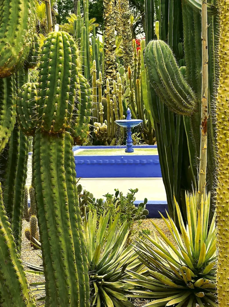 contraste cactus y fuente azul en jardín majorelle