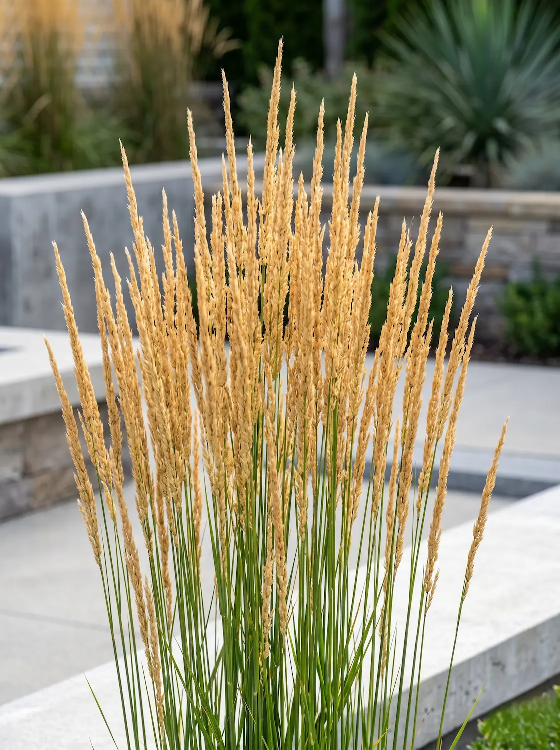 Primer plano fotográfico de las espigas doradas y rígidamente verticales de la Pluma de Karl Foerster (Calamagrostis x acutiflora), mostrando su textura arquitectónica impecable.