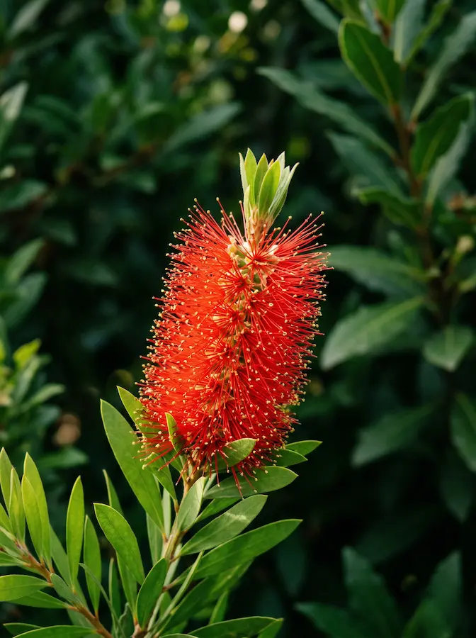 La fuerza del Callistemon reside en la singularidad de su geometría floral. En la composición, sus "cepillos" rojos actúan como pinceladas de fuego