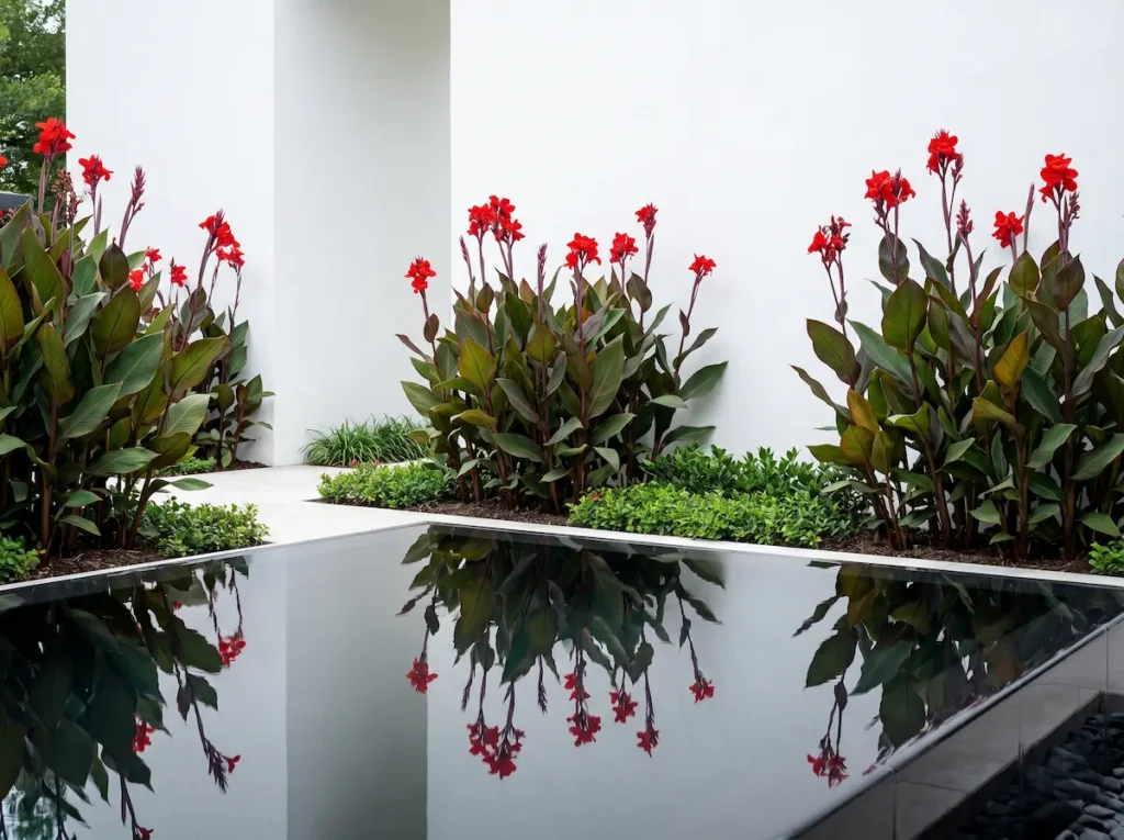 Integración paisajística de la Canna indica aportando verticalidad y masa foliar junto a una lámina de agua reflectante y un muro estucado blanco en un patio contemporáneo.