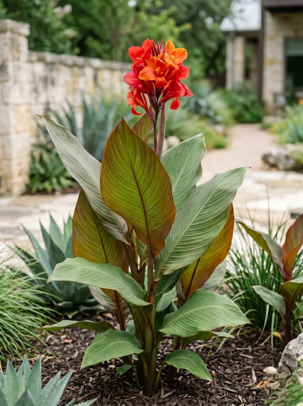 Primer plano fotográfico de las anchas hojas lanceoladas y la vibrante inflorescencia asimétrica en tonos escarlata de la Canna indica.