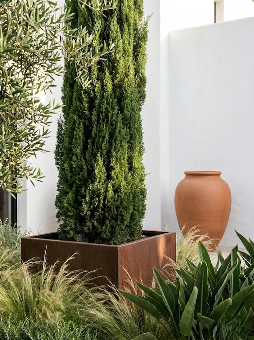 ciprés totem en maceta de acero corten en patio mediterráneo con olivo